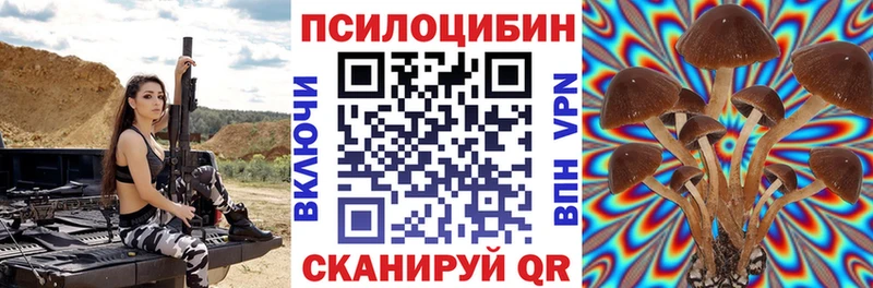 где купить   Жердевка  Галлюциногенные грибы Psilocybe 
